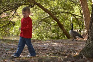 Taking a stroll with the ducks.  