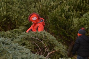 The boys perusing the pre cut trees.