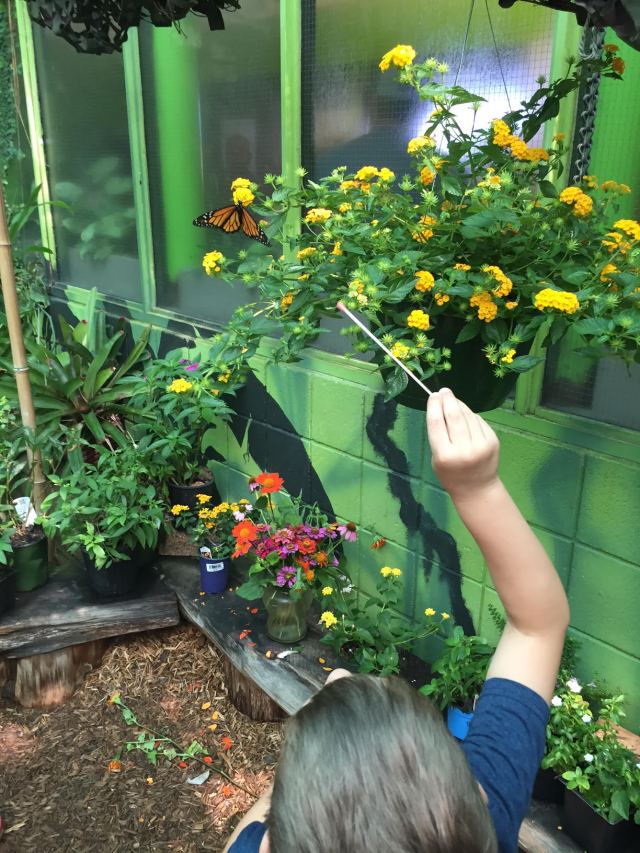 Butterfly adventure 1