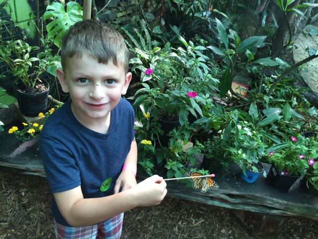 butterfly adventure 3