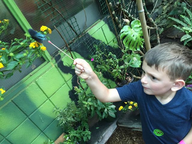 butterfly adventure 4